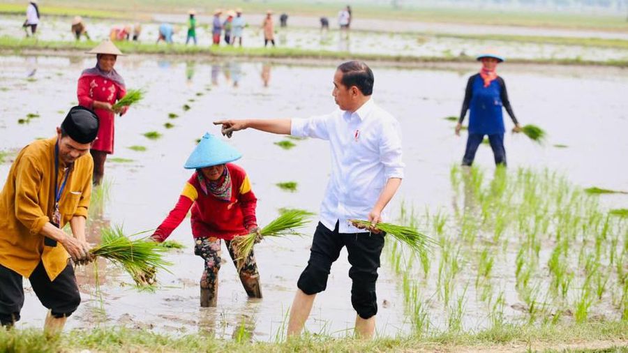 Presiden Jokowi didampingi Menteri Pertanian Syahrul Yasin Limpo (Mentan SYL) melakukan tanam padi di Desa Senori, Kecamatan Merakurak, Kabupaten Tuban, Jawa Timur. (Dok: Biro Pers)