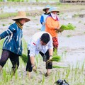 Soal Beras Jokowi Tak Main-Main, Siapkan Skenario Terburuk!