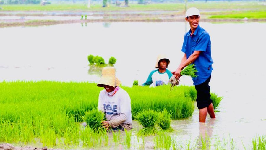 Presiden Jokowi didampingi Menteri Pertanian Syahrul Yasin Limpo (Mentan SYL) melakukan tanam padi di Desa Senori, Kecamatan Merakurak, Kabupaten Tuban, Jawa Timur. (Dok: Biro Pers)