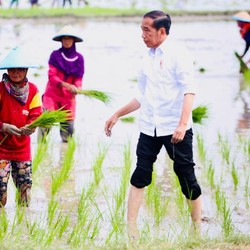Fakta Menyedihkan, Pertanian RI Kalah Saing dari Manufaktur