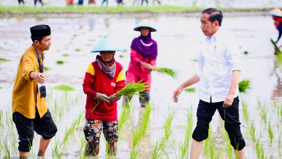 Presiden Jokowi didampingi Menteri Pertanian Syahrul Yasin Limpo (Mentan SYL) melakukan tanam padi di Desa Senori, Kecamatan Merakurak, Kabupaten Tuban, Jawa Timur. (Dok: Biro Pers)