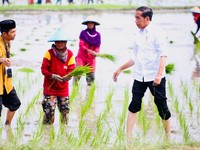 Fakta Menyedihkan, Pertanian RI Kalah Saing dari Manufaktur