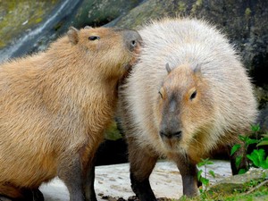 Studi: Hewan Gaul Bakal Berumur Panjang, Termasuk Capybara Si Masbro?