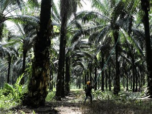 Terungkapnya Nestapa Transmigran Asal Sleman, Berebut Lahan di Perantauan