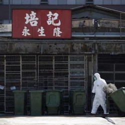 WNI Hati-Hati, Virus Mematikan H7N9 Ditemukan di AS