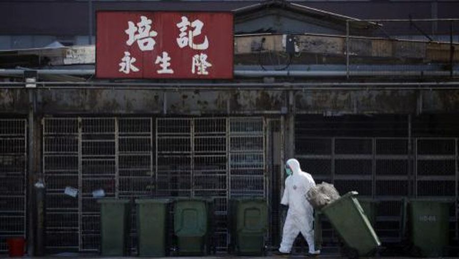 A worker prepares bins during a chicken cull in Hong Kong on December 31, 2014, after the deadly H7N9 virus was discovered in poultry imported from China. Hong Kong began culling thousands of chickens on December 31 after the deadly H7N9 virus was discovered in poultry imported from China, days after the city raised alert levels when a woman was hospitalised with the disease. AFP PHOTO / ISAAC LAWRENCE (Photo by Isaac Lawrence / AFP)