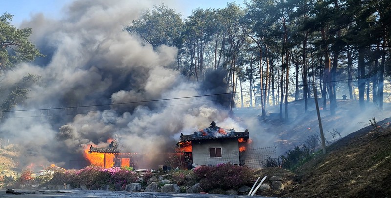 Ratusan warga Korea Selatan (Korsel) terpaksa dievakuasi dari rumah masing-masing setelah kebakaran hutan dan angin kencang terjadi di kota pesisir Gangneung. (via REUTERS/YONHAP) Ratusan warga Korea Selatan (Korsel) terpaksa dievakuasi dari rumah masing-masing setelah kebakaran hutan dan angin kencang terjadi di kota pesisir Gangneung. (via REUTERS/YONHAP)