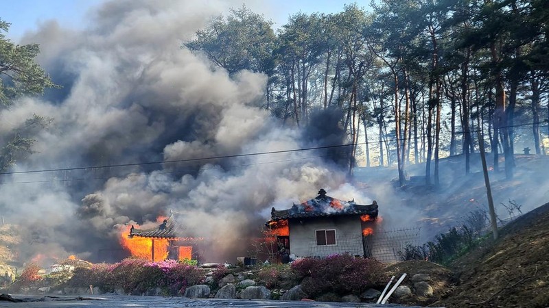 Ratusan warga Korea Selatan (Korsel) terpaksa dievakuasi dari rumah masing-masing setelah kebakaran hutan dan angin kencang terjadi di kota pesisir Gangneung. (via REUTERS/YONHAP)