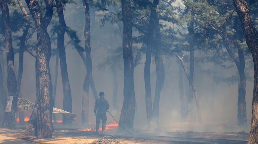 Ratusan warga Korea Selatan (Korsel) terpaksa dievakuasi dari rumah masing-masing setelah kebakaran hutan dan angin kencang terjadi di kota pesisir Gangneung. (via REUTERS/YONHAP)