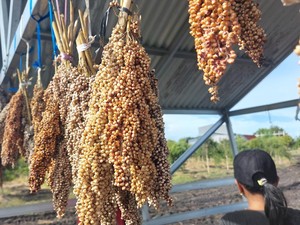 Cita-cita Pemprov Jadikan Jabar Mandiri Pangan