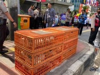 Peternak Ayam Mau Geruduk Istana Negara-Kantor Zulhas, Kenapa?