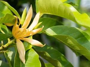 Ini Kantil, Bunga Cantik yang Aromanya Jadi Tanda Kedatangan Kuntilanak