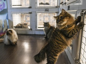 Tidak Hanya Anjing, Ternyata Kucing Juga Main Lempar Tangkap