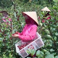 PTBA Berhasil Berdayakan Perempuan Kelola Tanaman Rosella