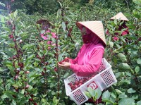 PTBA Berhasil Berdayakan Perempuan Kelola Tanaman Rosella