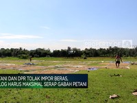 Video: Sedang Panen Raya, Indonesia Kok Impor Beras?