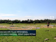 Video: Sedang Panen Raya, Indonesia Kok Impor Beras?