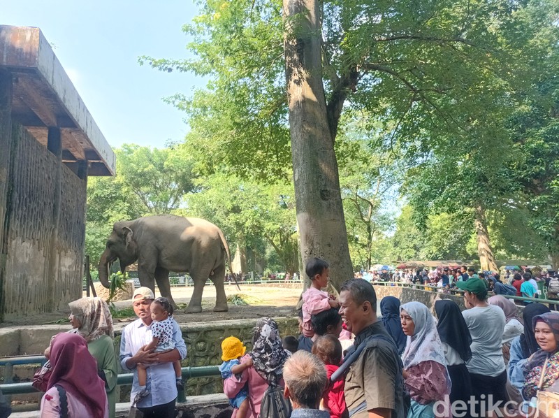 Kebun Binatang Ragunan (Devi/detikcom)
