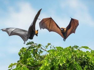 Waspada! Ini 3 Hal yang Disukai Kelelawar di Rumah