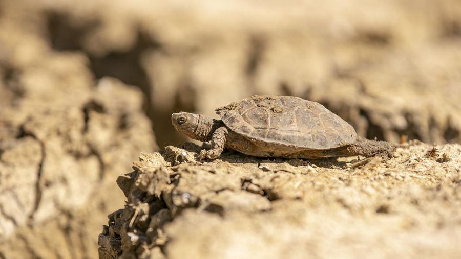 Pemandangan Lembah Chiba, yang menampung penyu air yang terancam kehilangan habitat alaminya akibat kekeringan di wilayah tersebut, di Nabeul, Tunisia pada 11 April 2023. (Yassine Gaidi/Anadolu Agency via Getty Images)