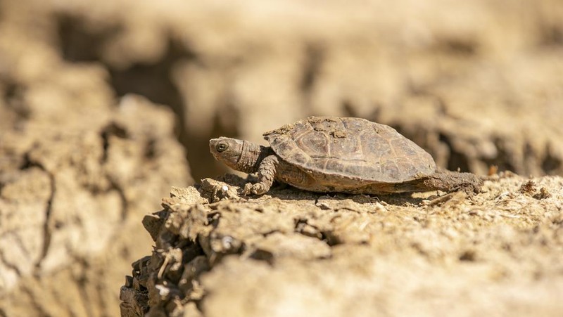 Pemandangan Lembah Chiba, yang menampung penyu air yang terancam kehilangan habitat alaminya akibat kekeringan di wilayah tersebut, di Nabeul, Tunisia pada 11 April 2023. (Yassine Gaidi/Anadolu Agency via Getty Images)