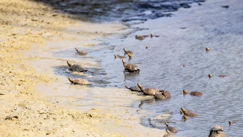 Pemandangan Lembah Chiba, yang menampung penyu air yang terancam kehilangan habitat alaminya akibat kekeringan di wilayah tersebut, di Nabeul, Tunisia pada 11 April 2023. (Yassine Gaidi/Anadolu Agency via Getty Images)