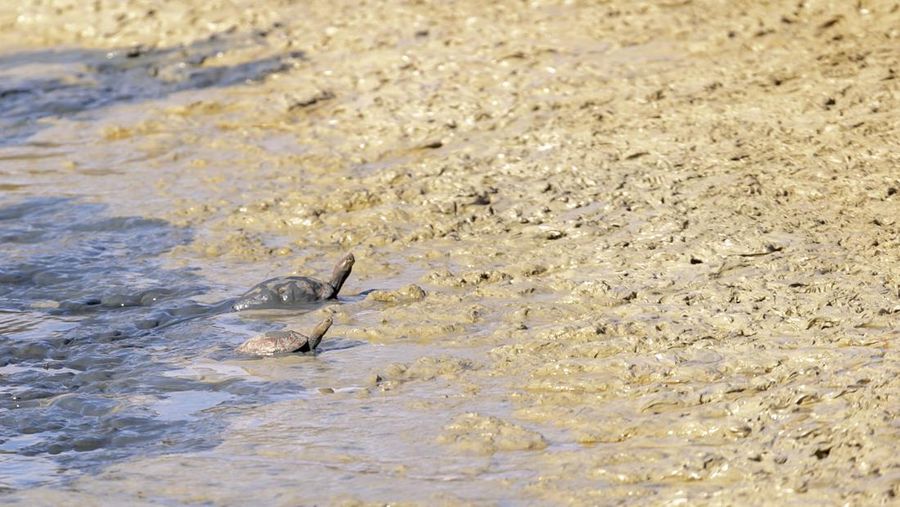 Kura-kura air terlihat di lumpur di Lembah Chiba saat kekeringan memengaruhi habitat alami hewan di lembah di Nabeul, Tunisia pada 11 April 2023. (Yassine Gaidi/Anadolu Agency via Getty Images)