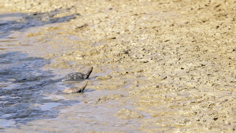 Pemandangan Lembah Chiba, yang menampung penyu air yang terancam kehilangan habitat alaminya akibat kekeringan di wilayah tersebut, di Nabeul, Tunisia pada 11 April 2023. (Yassine Gaidi/Anadolu Agency via Getty Images)