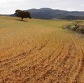 Ladang gandum, yang dibuang untuk panen karena kekeringan, terlihat selama suhu musim panas yang terik di musim semi di Ronda, Spanyol 27 April 2023. (REUTERS/Jon Nazca)