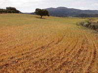 Ladang gandum, yang dibuang untuk panen karena kekeringan, terlihat selama suhu musim panas yang terik di musim semi di Ronda, Spanyol 27 April 2023. (REUTERS/Jon Nazca)