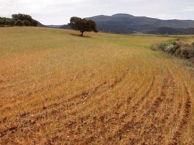 Ladang gandum, yang dibuang untuk panen karena kekeringan, terlihat selama suhu musim panas yang terik di musim semi di Ronda, Spanyol 27 April 2023. (REUTERS/Jon Nazca)