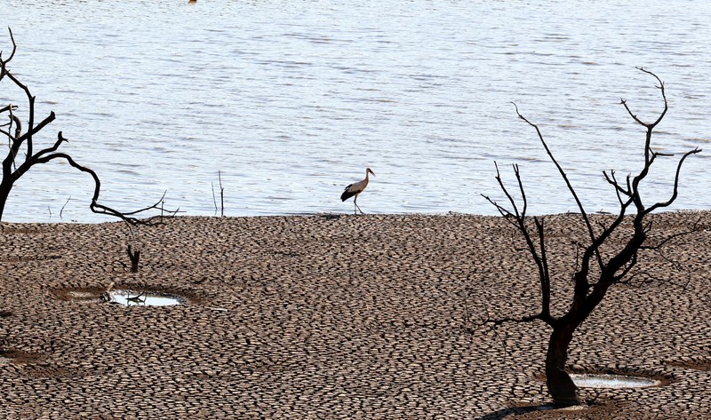 Seekor burung berjalan di Waduk Sierra Boyera, yang hanya 0,01% dari kapasitasnya, di Belmez, Spanyol selatan 26 April 2023. Seekor burung berjalan di Waduk Sierra Boyera, yang hanya 0,01% dari kapasitasnya, di Belmez, Spanyol selatan 26 April 2023. (REUTERS/Elena Rodriguez)