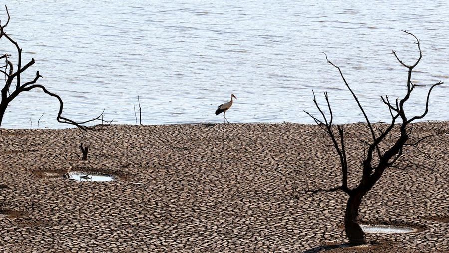 Seekor burung berjalan di Waduk Sierra Boyera, yang hanya 0,01% dari kapasitasnya, di Belmez, Spanyol selatan 26 April 2023. (REUTERS/Elena Rodriguez)