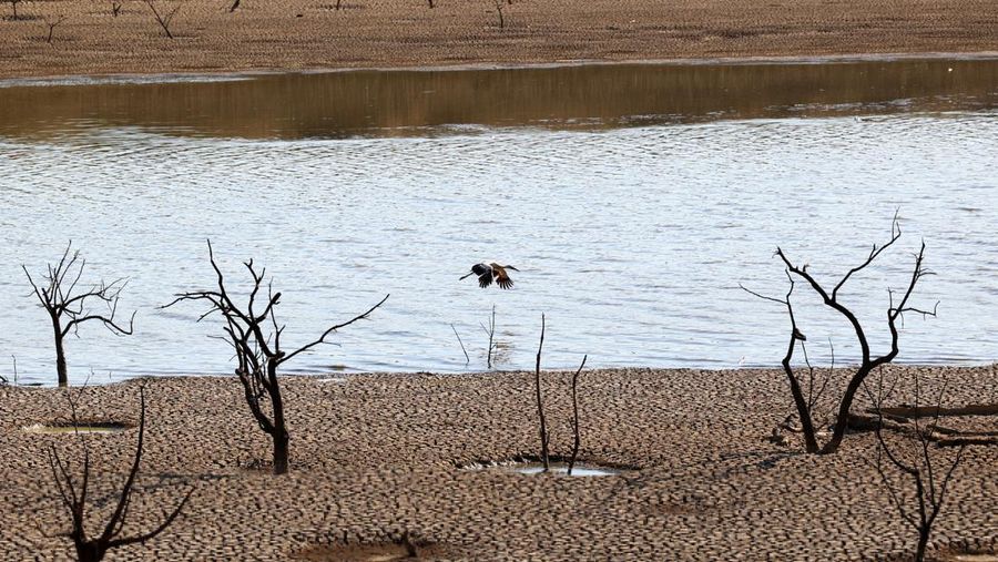 Seekor burung berjalan di Waduk Sierra Boyera, yang hanya 0,01% dari kapasitasnya, di Belmez, Spanyol selatan 26 April 2023. (REUTERS/Elena Rodriguez)