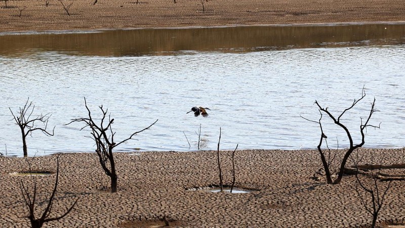 Seekor burung berjalan di Waduk Sierra Boyera, yang hanya 0,01% dari kapasitasnya, di Belmez, Spanyol selatan 26 April 2023. (REUTERS/Elena Rodriguez)