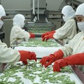 Replanting Bikin Produksi TBS ANJ Naik 8,7% di Kuartal I-2023