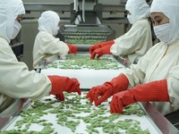 Replanting Bikin Produksi TBS ANJ Naik 8,7% di Kuartal I-2023