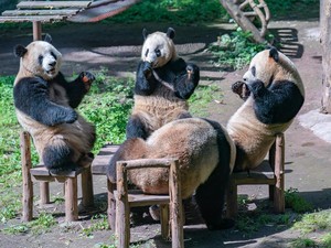Panda Gemoi Makan di Meja, Malah Dianggap Panda Palsu