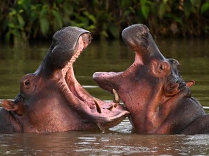 6 Fakta Aneh yang Jarang Kamu Tahu, Bintang Laut Tak Punya Tubuh