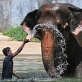 Gajah.
