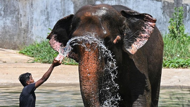 Pemburu Hewan Langka Tewas oleh Kawanan Gajah