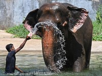 Gajah.