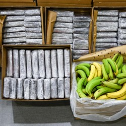 Pemerintah Umumkan Darurat Gegara PHK Pabrik Pisang, 5000 Pekerja Kena