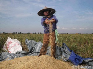 Pemerintah Impor Beras, Bos Bapanas Jamin Harga Gabah Petani Tetap Tinggi