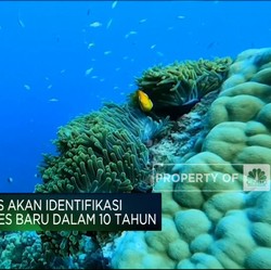 Video: Pemanasan Global Ancam Kepunahan Spesies Laut