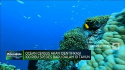 Video: Pemanasan Global Ancam Kepunahan Spesies Laut