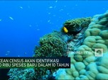 Video: Pemanasan Global Ancam Kepunahan Spesies Laut