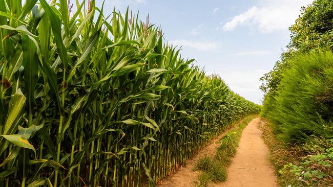 BBM Campur Etanol 10%, RI Butuh Tambahan 1 Juta Hektare Lahan Tebu