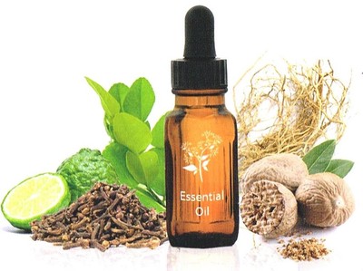 Minyak Masoi, Potensial Namun Belum Optimal Dikembangkan