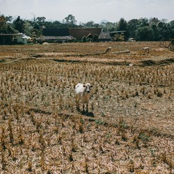 El Nino Bawa 'Petaka' Bagi Bumi, Begini Efeknya ke RI